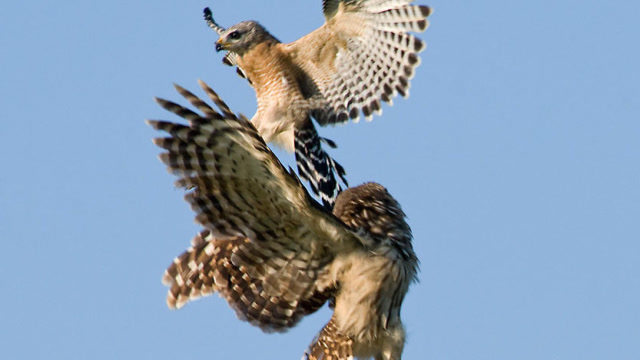 老鹰捕食猫头鹰,不料猫头鹰绝地反击,最终老鹰下场太惨!