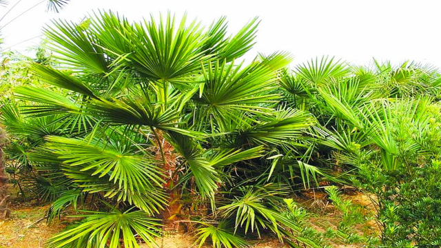 西米到底是什么米,据说采摘自椰子树?网友:睁大眼睛再说!