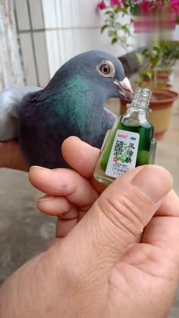 鸽子出现羽虱,应该怎样治疗?大师告诉你一招,看完你就知道了
