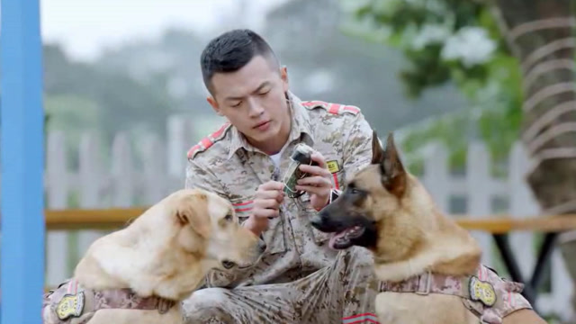 神犬小七3:敖力带步枪学习拆弹游戏,小七也想学