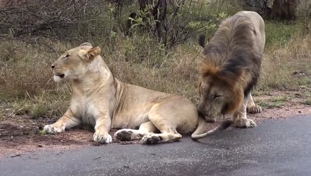 都说母老虎凶?那你还见识过母狮子,家有这老婆雄狮变得矮矬穷
