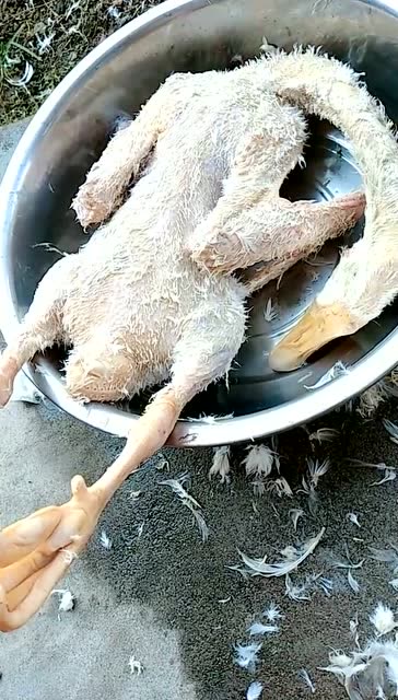 把鸭毛拔成这样怎么吃?求大神指教!