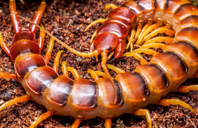 剧毒蜈蚣,为什么毒不死大公鸡?这是怎么回事呢?