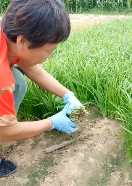 大妈在地里割韭菜,看到这样的割韭菜工具,简直太好用了!