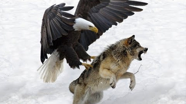 老鹰捕狼,利爪直戳骨头,猎物即时毙命,镜头记录可怕瞬间