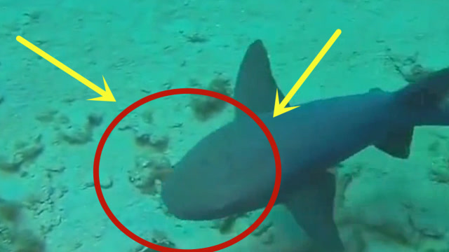 奇葩鲨鱼拉屎用力过猛导致屁股脱肛被医生缝了16针