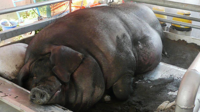 有史以来最大的猪,重达2122.8斤,结局如何呢?