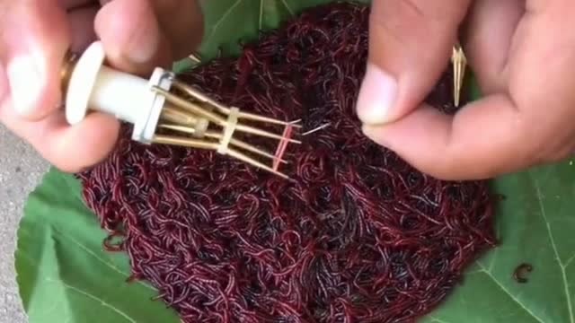 用这个方法挂红虫,简单又实用,钓不上鱼才怪!