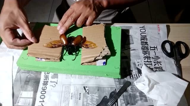 五星大兜虫标本制作的详细过程
