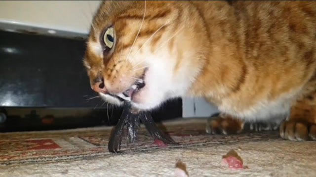 为什么猫不怕卡鱼刺把画面放慢100倍才看清有独门秘籍