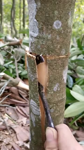 人怕伤心树怕剥皮又到了剥桂皮的季节树皮剥了还能重生吗