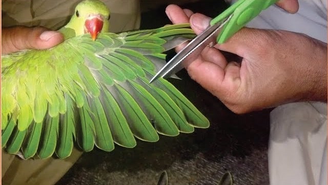 正确给鹦鹉修剪羽毛的方式,为什么要剪掉羽毛,只为了流行么?
