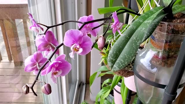 虎斑蝴蝶兰开花了, 有点失望!