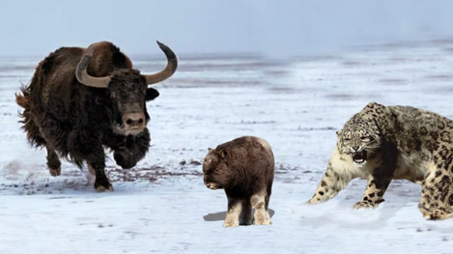 雪豹想要捕食小牦牛,下一秒牦牛妈妈发怒,雪豹深受重伤!