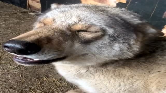 草原狼简直成精了,教它叫妈妈,它竟然喊出母老虎