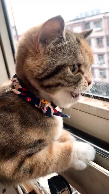 猫咪:激动的心,颤抖的嘴.网友:该换电池了