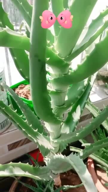 大家记住这种药用的木立芦荟能治疗很多小疾病