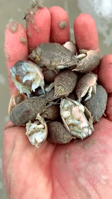 这种虫子钻地能力真强,放到沙滩上,瞬间就没影子了!