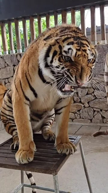 这就是传说中的东北母老虎,在公园里横行霸道