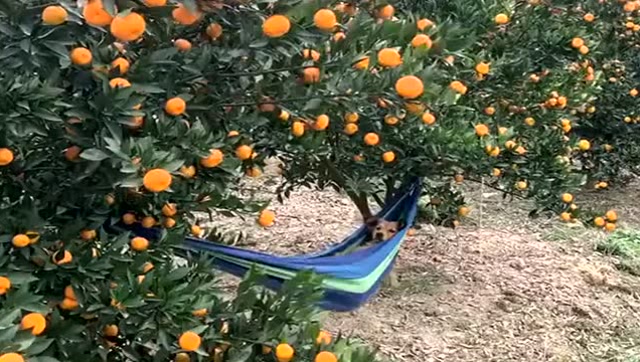 狗狗坐着秋千,在橘子树下乘凉,网友:这日子比人过的都舒坦