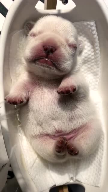 刚出生的小法斗!太可爱了吧!