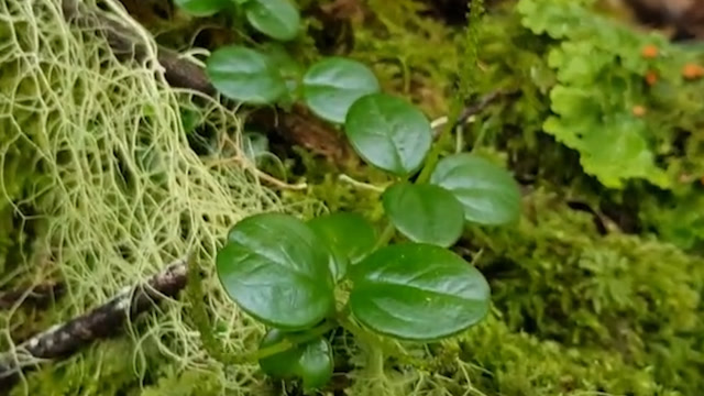 肺结核打个喷嚏就传染?农村这种野草全草是药,化痰止咳防结核!