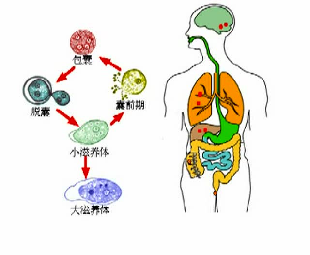 溶组织内阿米巴