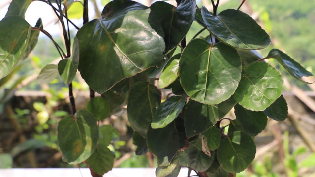 圆叶福禄桐养护简单比发财树还美观哦