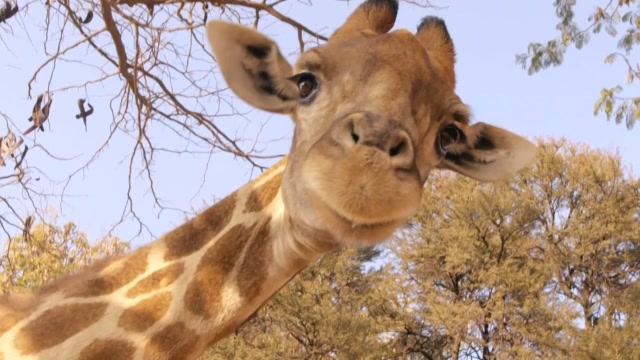 大个子长颈鹿居然喜欢搞怪卖萌!这样的表情帝谁不爱呢!