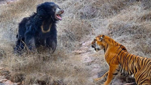 凶猛老虎大战黑熊,老虎不敌黑熊最终落败,场面激烈难得一见