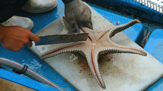 镜头拍下老渔民切开海星瞬间,顿时食欲全无