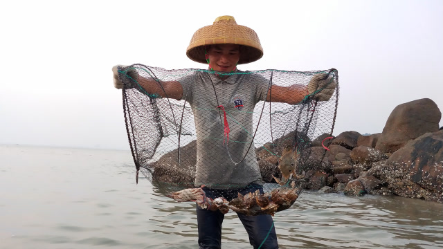 小渔翁赶海放鱼笼找对了位置,海货都是成批进去,今天终于大丰收