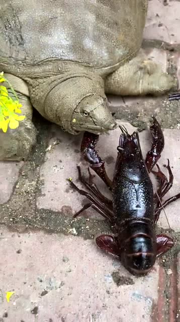 乌龟大战小龙虾,几个回合之后,它付出了一条腿的代价!