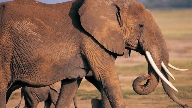 100年前,人们曾"结果"了一只叫"玛丽"的大象!