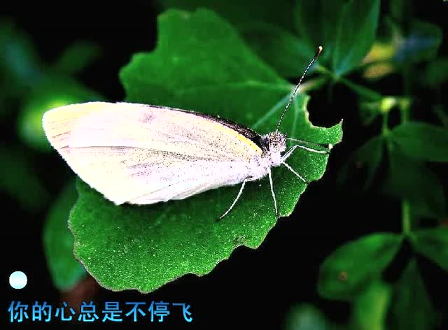 夜蝶-张卫健,我的痴永不悔,我的爱守候你在每一天,只想爱你今生到永远