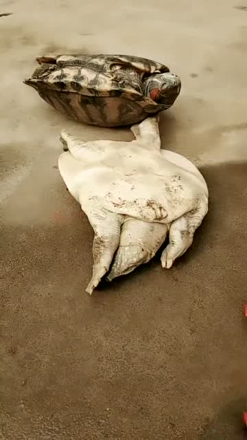 乌龟打乌龟,最后两败俱伤,请问待会影响我红烧吗?