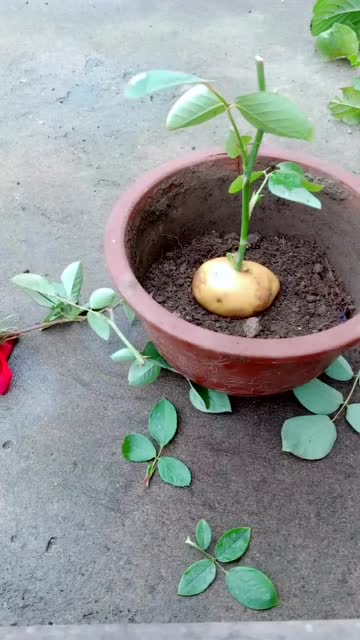 土豆扦插月季花