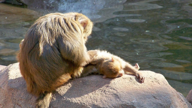 一只老鼠被猴子抓住,死了也受尽折磨,老鼠:我太难了