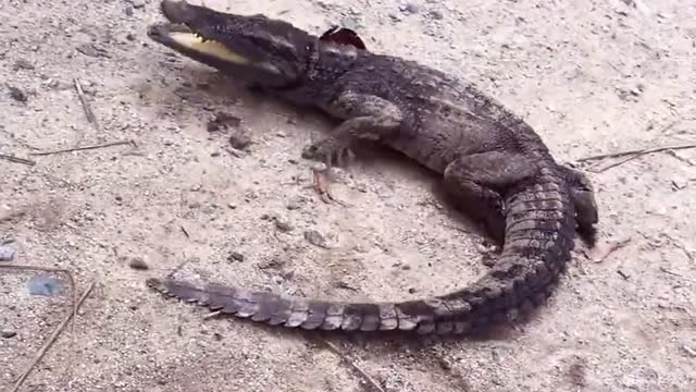 鳄鱼放出无敌大招,连续不停死亡翻滚,最后被人踩住脑袋