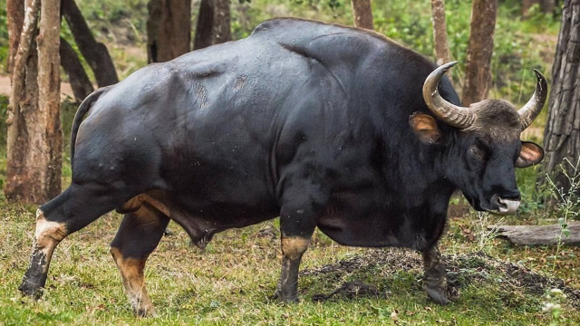 非洲动物相对凶猛?世界上最大的牛不乐意了,狂虐非洲水牛!