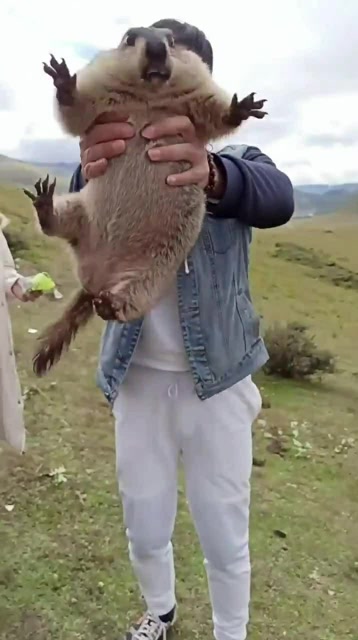 土拨鼠内心有点崩溃,为了点吃的容易吗?