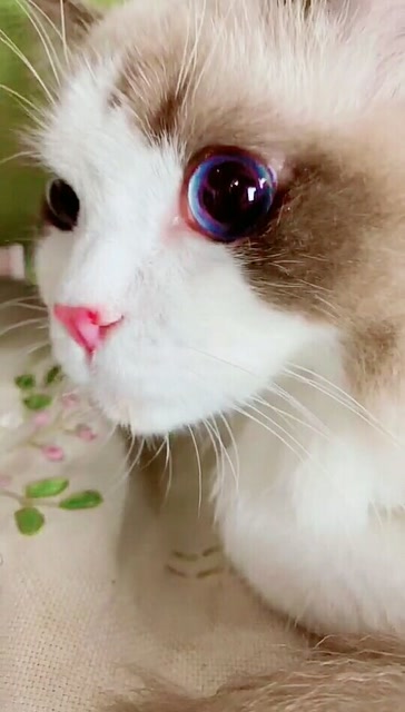 好贵的猫咪小姐姐