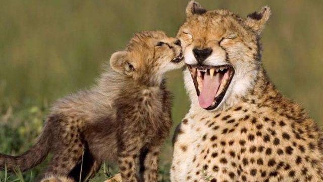 看到妈妈这么轻松就捕杀了一头猎物,三只小豹子立马跑上去给妈妈加油