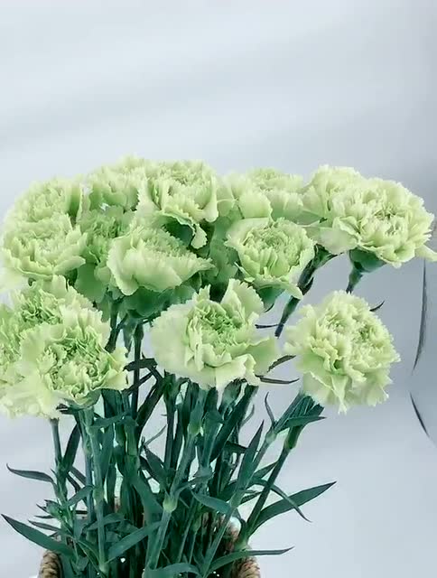 康乃馨绿色鲜切花