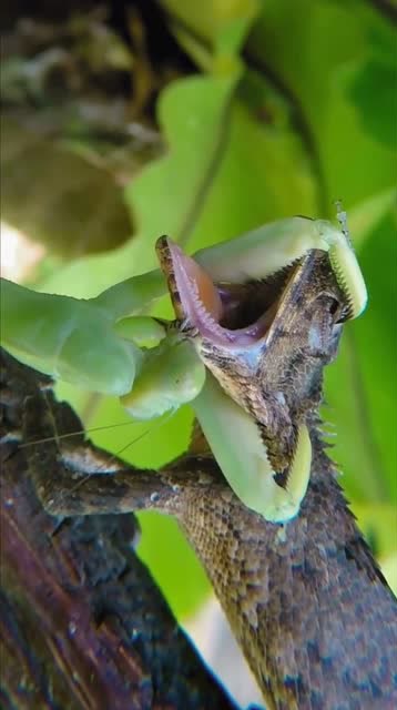 螳螂大战蜥蜴,意不意外,刺激不刺激!