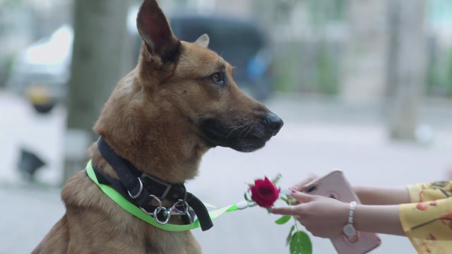 警犬来啦:警犬华哨帮主人脱单,带上玫瑰花向美女示爱,太浪漫了