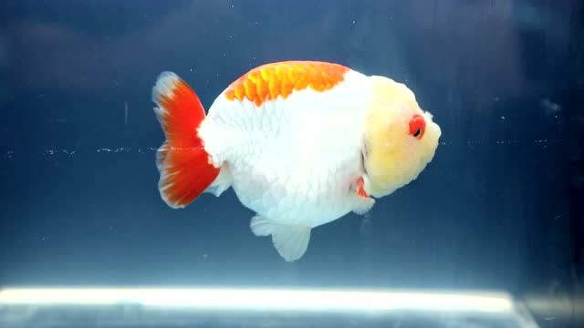 臻赏 俏色红白兰寿金鱼