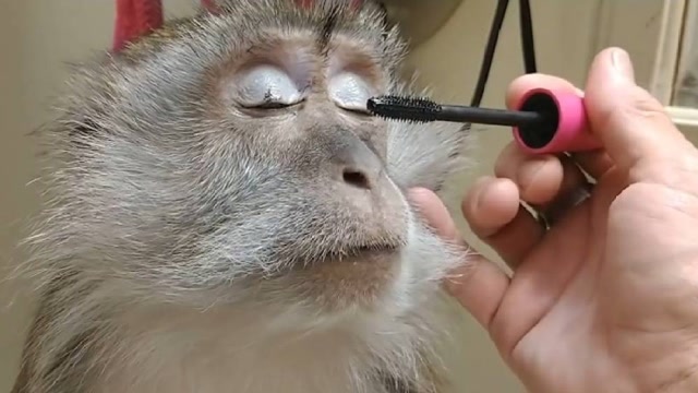 主人给猴子化妆,画完眼妆和口红,睁开眼的那一刻惊艳了!