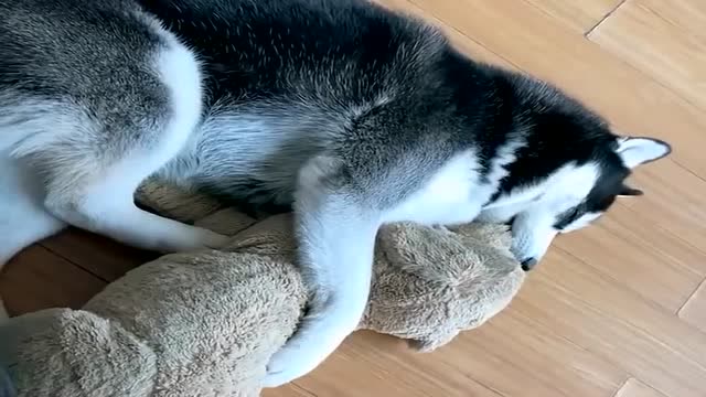 二哈抱着玩具熊睡觉,这是梦见了什么,动作好古怪啊!