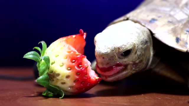 迷之萌宠:可爱动物小乌龟吃水果草莓